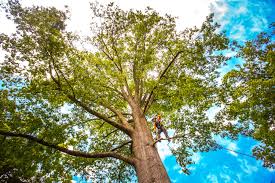 Best Leaf Removal  in Wyoming, IL