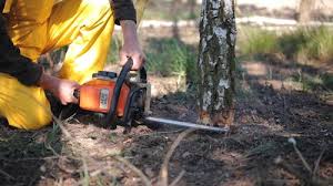 Best Fruit Tree Pruning  in Wyoming, IL