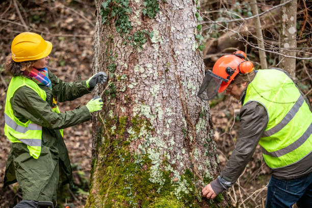 Best Tree Removal  in Wyoming, IL