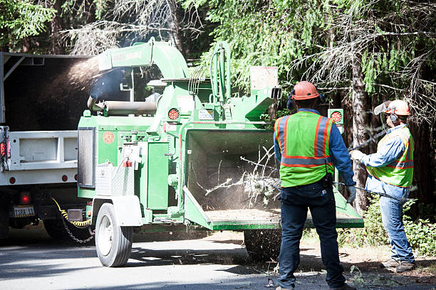 Best Palm Tree Trimming  in Wyoming, IL