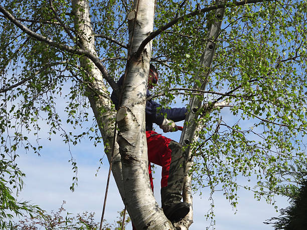 Trusted Wyoming, IL Tree Services Experts