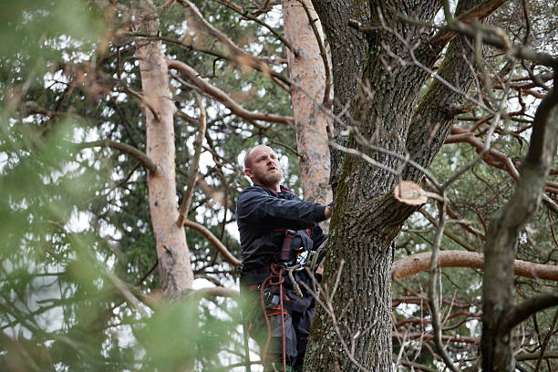 Best Tree Maintenance Programs  in Wyoming, IL